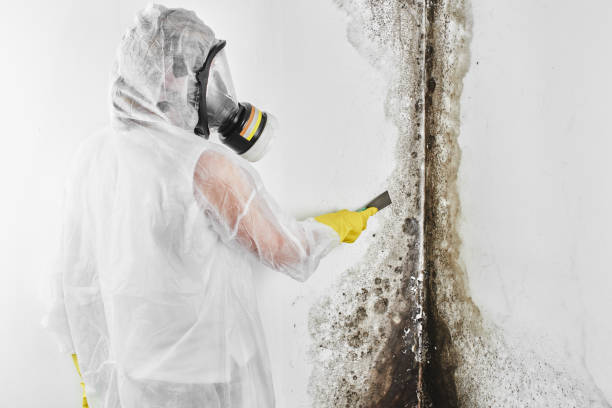 Best Commercial Mold Remediation in Deerfield, MI